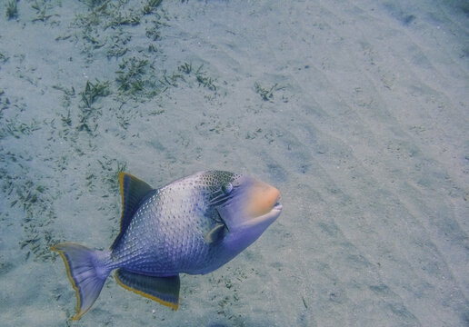 yellowmargin triggerfish hovering near the seabed and looking into the camera