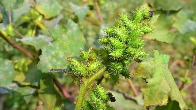 Rough cocklebur seeds close up, Xanthium strumarium, Seed are medicinal