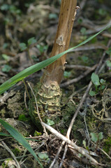 Wurzelhals-und Stängelfäule, Phoma lingam, Symptome, Einschnürungen,  Verdickungen am Wurzelhals  Einzelpflanzen, Stängel, Frühjahr, Sommer,  Teilansicht, Nahaufnahme, Makro