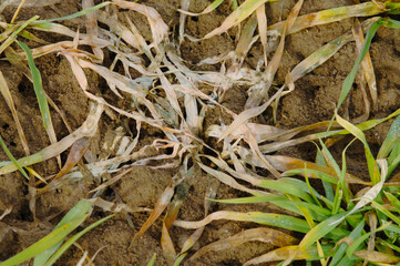 Schneeschimmel,  Fusarium nivale,  Fusarium spp. Auswinterungsschaden an Gerste
