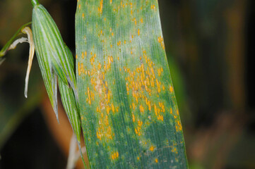 Haferkronenrost,  Puccinia coronata, Hafer, Blattbefall © Peter Oetelshofen