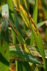 Netzfleckenkrankheit,  Gerste,  Wintergerste,  Pyrenophora teres