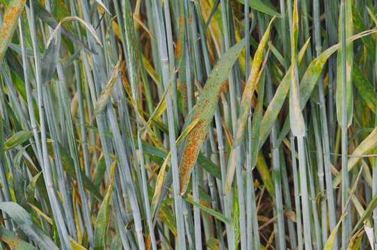 Braunrost, Puccinia recondita, Winterroggen