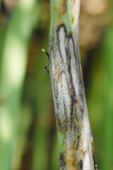 Wurzelhals-und St&auml;ngelf&auml;ule, Phoma lingam, Symptome, St&auml;ngelf&auml;ule, St&auml;ngelbefall mit Pyknidienbildung,  Einzelpflanzen, St&auml;ngel, Fr&uuml;hjahr, Sommer,  Teilansicht, Nahaufnahme , Makro