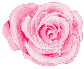 watercolor pink rose