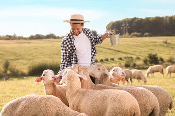 Smiling farmer with bucket feeding animals on pasture © New Africa