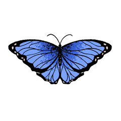 Menelaus blue morpho. Tropical butterfly with turquoise wings. Beautiful flying insect. Lepidoptera arthropod animal. Exotic nature. Flat isolated hand drawn vector illustration on white background