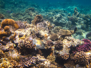 Fototapeta na wymiar Rhinecanthus assasi in the expanses of the coral reef of the Red Sea