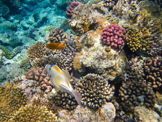 Naklejka na ściany i meble Rhinecanthus assasi in the expanses of the coral reef of the Red Sea