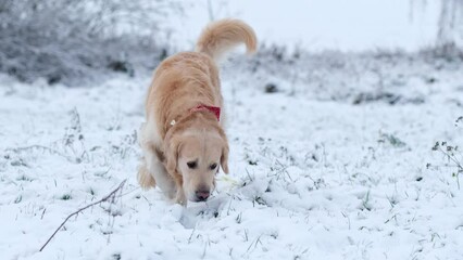 Golden Retriever Dog Peeing In The Snow