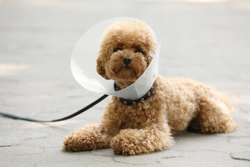 Cute Maltipoo dog with Elizabethan collar lying on pavement outdoors