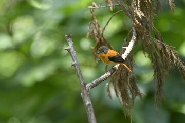 Black and orange headed flycatcher on branch.