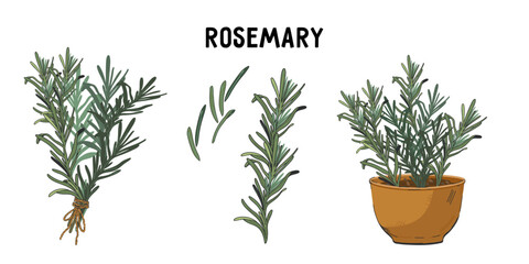Design set of rosemary plant icons for food and spice labels, and herbal tea or rosemary oil packs design, hand drawn style vector illustration isolated on white background.