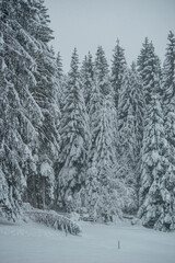 Winterlandschaft, Wald