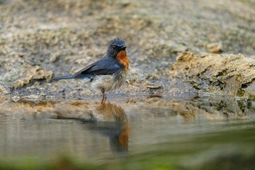 Indochinese Blue Flycatcher in pond birdwatching in the forest.
