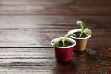 Coffee capsules with seedlings on wooden table, space for text