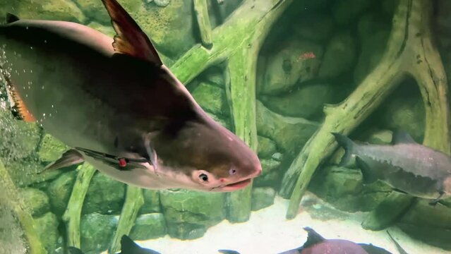 Iridescent shark, Pangasianodon hypophthalmus, swimming in an Aquarium