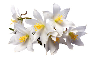 Columbine Isolated on Transparent Background. Ai