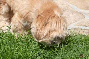 Lhasa Apso dog eating grass in a garden to purge its stomach - 692958976
