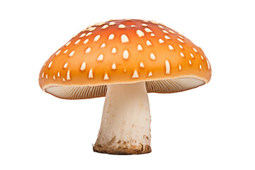 Savoring Unique Dushbere isolated on transparent background