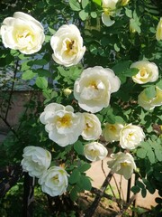 delicate white flowering Rosehip Alba or Rosa spinosissima on a blurred floral background in a summer garden. Floral wallpaper.
