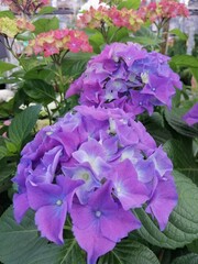 Huge round Hydrangea macrophylla inflorescences close up . Nature wallpaper