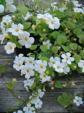 beautiful ampel white blooming Chaetostoma cordatum or Bacopa in a pot on aged boards background. Nature wallpaper