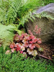 Blooming Heuchera with red, orange and green leaves next to ferns and garden stones on a flower bed on a summer day. Nature wallpaper © Helen Pitt