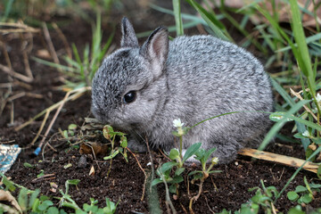 Little gray rabbit sitting in the garden