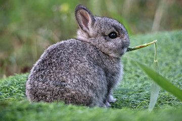 Little rabbit is enjoying his food. © Suthep_Tangphan