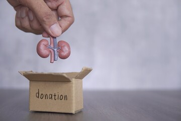 Hand putting kidney into donation box. Copy space for text. Organ donation concept.
