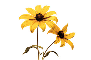 Rudbeckia Blooms Isolated on Transparent Background. Ai - obrazy, fototapety, plakaty