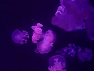 Marble jellyfish. Lychnorhiza lucerna underwater on a blue background. Colorful underwater world background