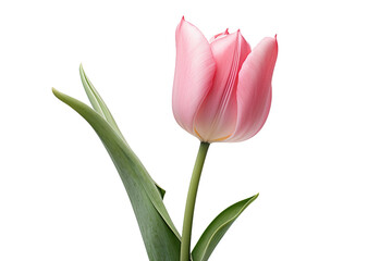 Tulip Flow Isolated on Transparent Background. Ai