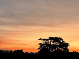 Orange fluffy clouds and sun sunlight reflection in the blue sky. Silhouette of tree and sky background.copy space.