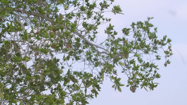Low angle view of leaves on a tree, Riffa, Al Janūbīyah, Bahrain.