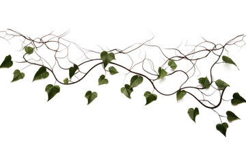 Enchanting Hair Vines Isolated On Transparent Background