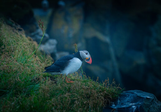 Adorable Puffin Portrait: Capturing the Charm of Iceland's Coastal Avian Wonders