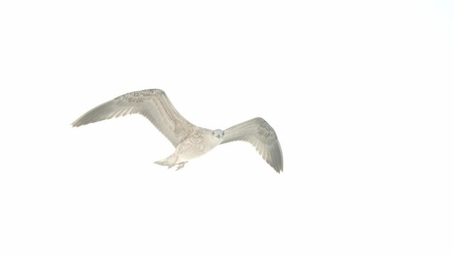 Seagull soaring freely in blue sky in search of food on sea, White seagull flying with outstretched wings background of clouds and sky. White feather texture and black wing tip.