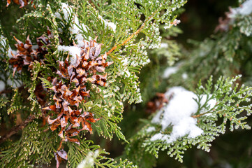 small cones in the snow, a frozen thuja branch, cones on a thuja branch covered with frost, green branches under the snow