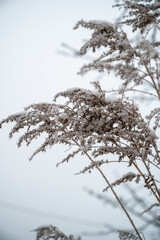frozen plant with snow covered background