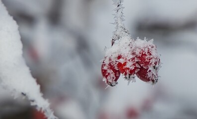 Beere Close up im Winter - schneebedeckt und gefroren