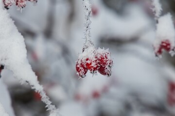 Beere Close up im Winter - schneebedeckt und gefroren