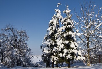 Ba&uuml;me nach Neuschnee