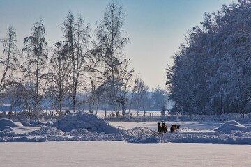 Winterlandschaft nach Neuschnee - Langerringen in Bayern
