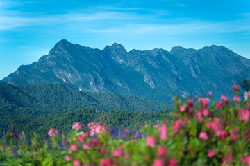 Fototapeta premium Beautiful landscape of Doi Luang Chiang Dao Mountain Peak on viewpoint in the National Park in the morning with green natural forest at Chiang Dao District, Chiang Mai, Thailand.