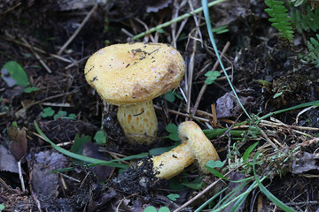 Northern bearded milkcap, Lactarius repraesentaneus, known as the northern milkcap or the purple-staining milkcap, wild mushroom from Finland