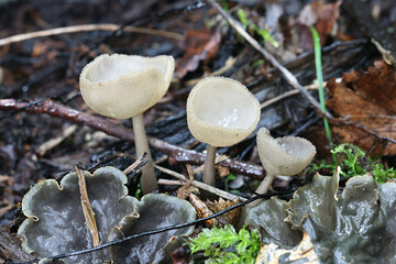 Felt saddle fungus, Helvella macropus, also called Helvella bulbosa, wild fungus from Finland © Henri Koskinen