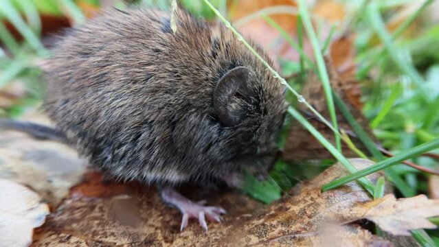 The Common red-backed vole feeds on grass and cleans its fur. Autumn forest meadow