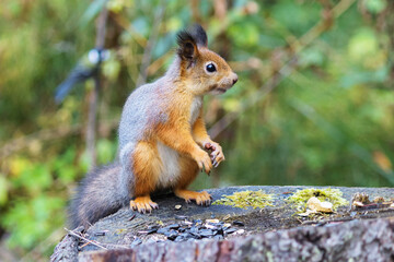 Forest wild squirrel on an old stump in a forest area.